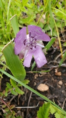 Calochortus nudus