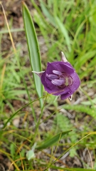 Calochortus nudus