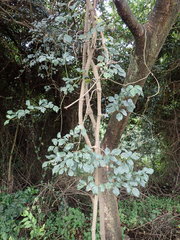 Rhoicissus rhomboidea