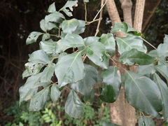Rhoicissus rhomboidea