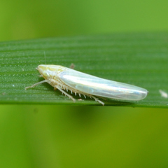 Dikraneura angustata