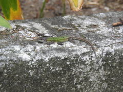 Podarcis carbonelli carbonelli