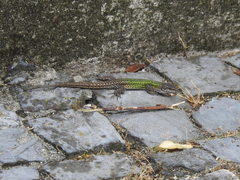 Podarcis carbonelli carbonelli