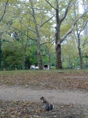 Sciurus carolinensis