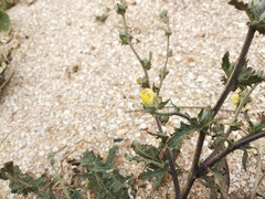 Verbascum pinnatifidum