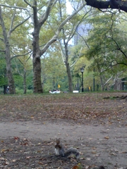 Sciurus carolinensis