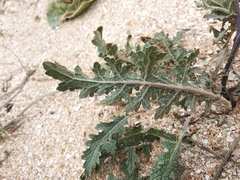 Verbascum pinnatifidum