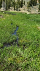 Sclerotinia