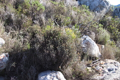 Seriphium cinereum