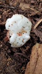 Collybia bakerensis