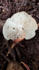 Collybia bakerensis