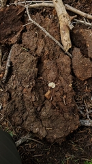 Collybia bakerensis