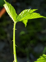 Rubus setosus