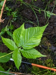 Rubus setosus