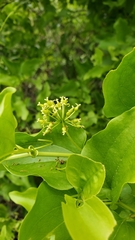 Smilax californica