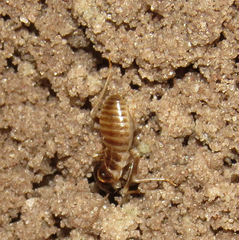 Hodotermes mossambicus