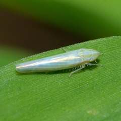 Dikraneura angustata