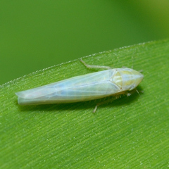 Dikraneura angustata
