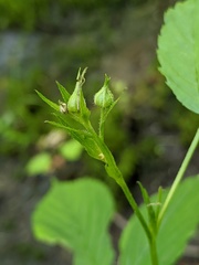 Rubus setosus