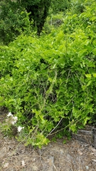 Smilax californica