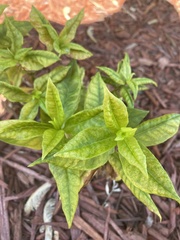 Lysimachia clethroides