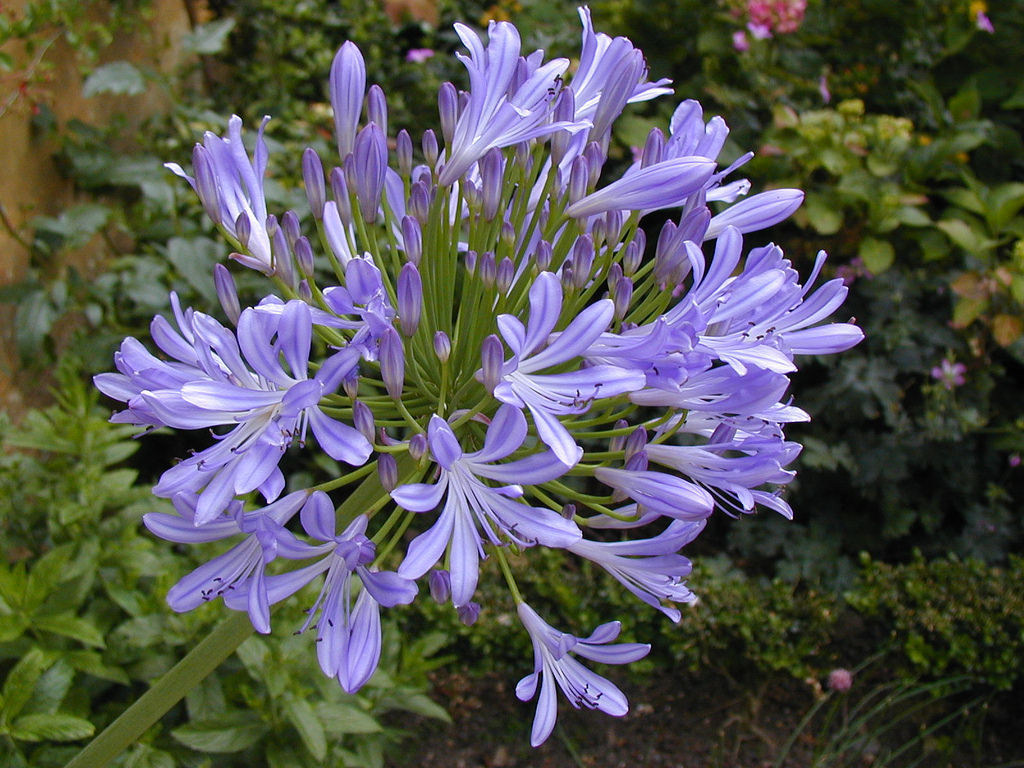 agapanthus (Common ornamental plants of UCLA campus) · iNaturalist