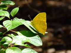 Phoebis neocypris virgo