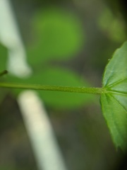 Rubus setosus
