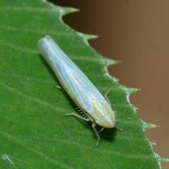 Dikraneura angustata