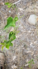 Smilax californica