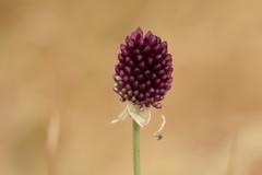Allium sphaerocephalon