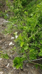 Smilax californica