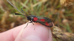 Zygaena sarpedon