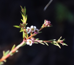 Diosma oppositifolia