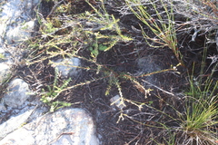 Diosma oppositifolia