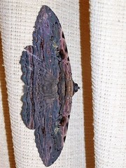 Anisoneura aluco