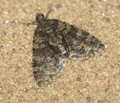 Polyclysta hypogrammata