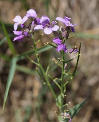 Hesperis matronalis