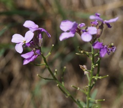Hesperis matronalis