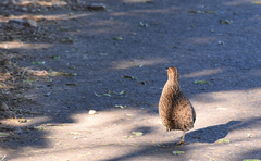 Margaroperdix madagarensis