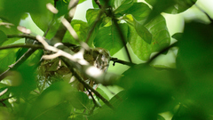 Vireo flavoviridis