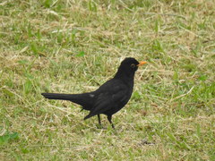 Turdus merula