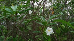 Tabebuia palustris