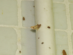 Diasemia accalis