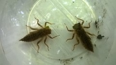 Cordulegaster boltonii