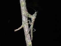 Tarachodes sanctus
