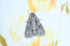 Acronicta hasta