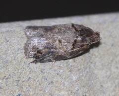 Cryptoptila australana
