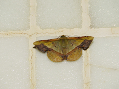 Fascellina plagiata