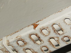 Hemiscopis sanguinea